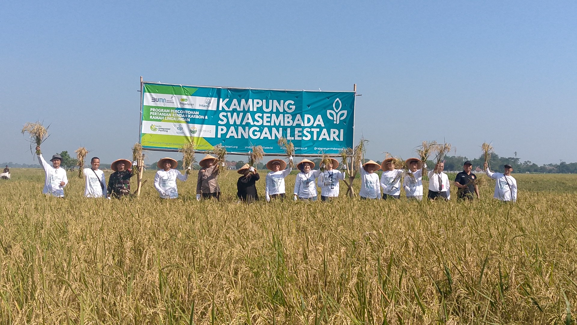 Desa Kalijaya Jadi Tuan Rumah Panen Rakyat dan Sosialisasi Padi Rendah Karbon Ramah Lingkungan