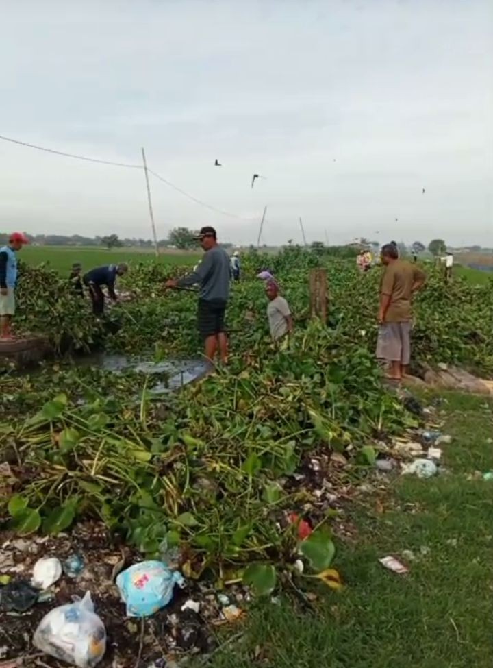 Irigasi Tersumbat Eceng Gondok, Anggota DPRD H. Karsim Ajak Petani Lakukan Kerja Bakti